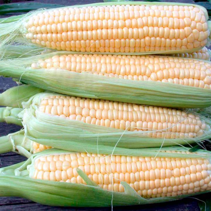 Выращивание кукурузы в сибири и на урале. когда садить на рассаду и как правильно ухаживать?
