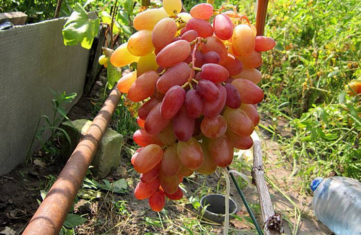 Молодой оригинальный сорт винограда виктор