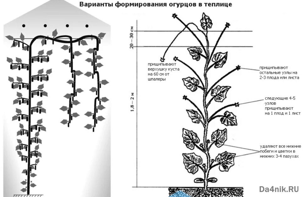 На какой овощной культуре проводят ослепление