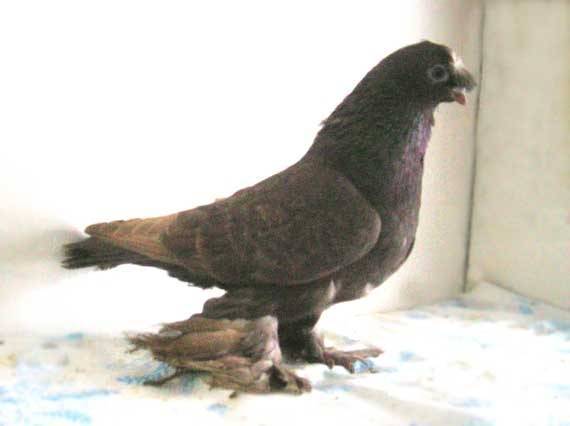 Описание и характеристики голубей узбекской породы, разведение и уход