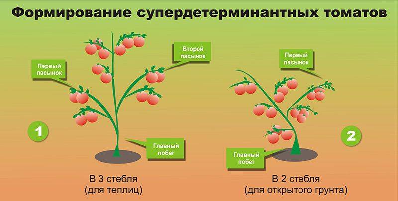 Формирование помидоров в теплице в два стебля схема