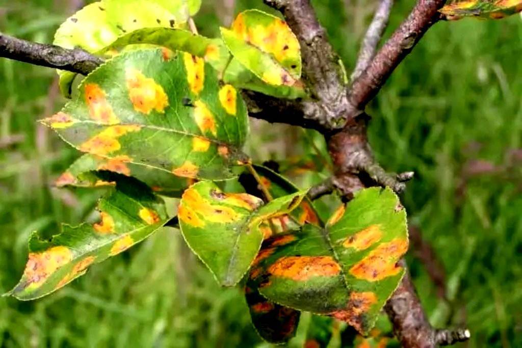 Болезнь груши на листьях ржавчина лечение фото