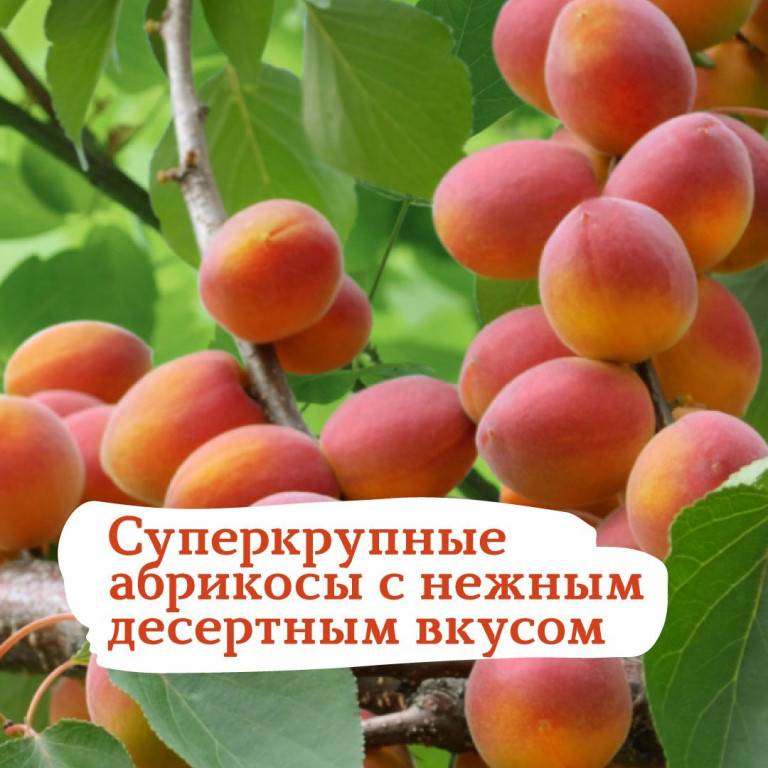 Сорта абрикос для ростовской области с фото и описанием