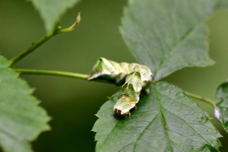 Гусеницы на крыжовнике и смородине, съедены листья – как бороться