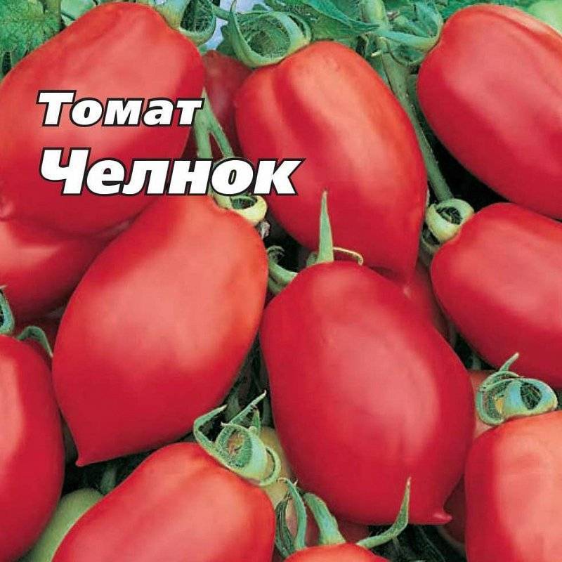Томат "челнок": характеристика и описание сорта, фото, урожайность + отзывы