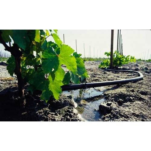 Как часто нужно поливать виноград, чтоб лоза хорошо развивалась и дала хороший урожай – сайт о винограде и вине