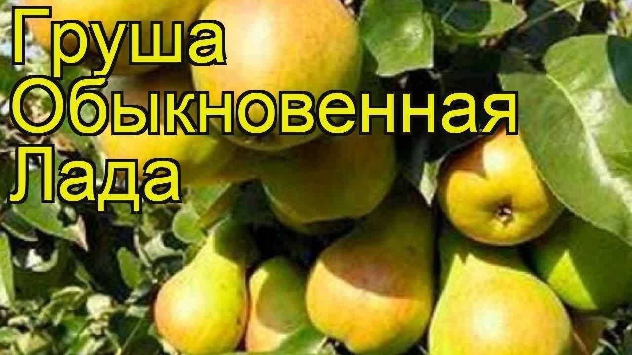 Груша лада фото и описание