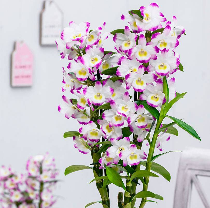 Орхидея «Дендробиум»: описание, фото, уход в домашних условиях
