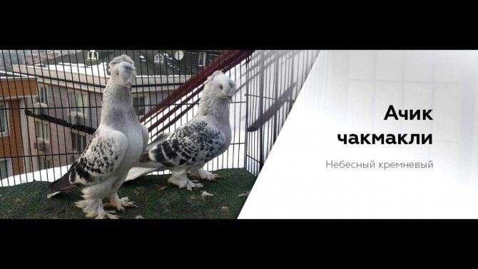Турецкие голуби такла: фото, описание породы