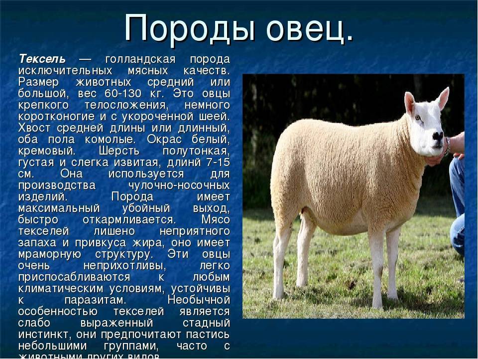 Описание овец прекосы: скороспелая мясо-шерстная порода