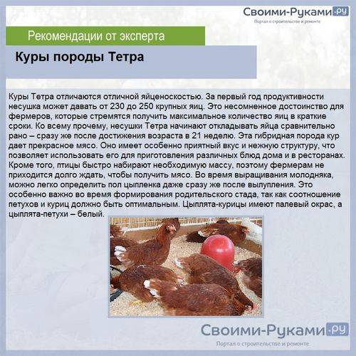 Куры тетра описание с фото