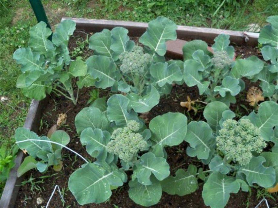 Выращивание брокколи от семян до урожая