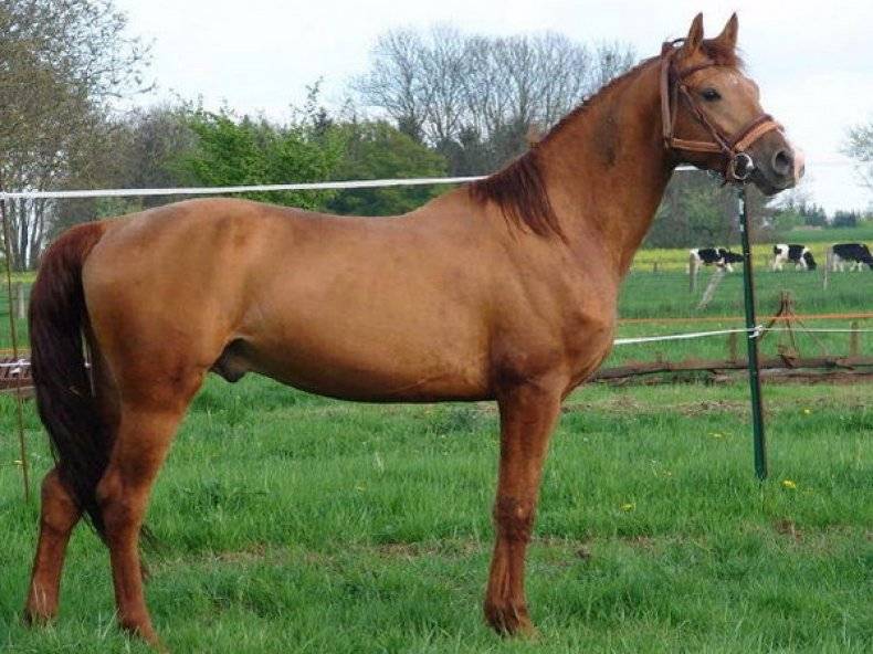 Буденновская лошадь — история породы, экстерьер, особенности характера, преимущества
