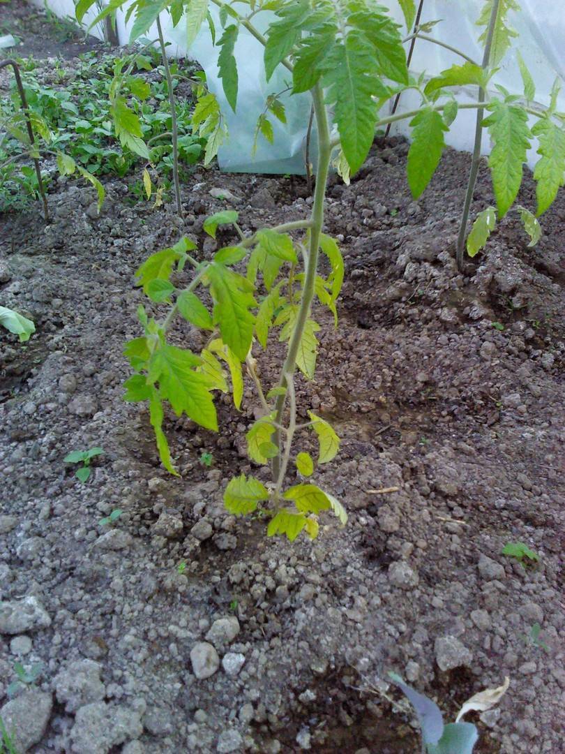 Почему желтеют листья у помидор в теплице и как с этим бороться, фото