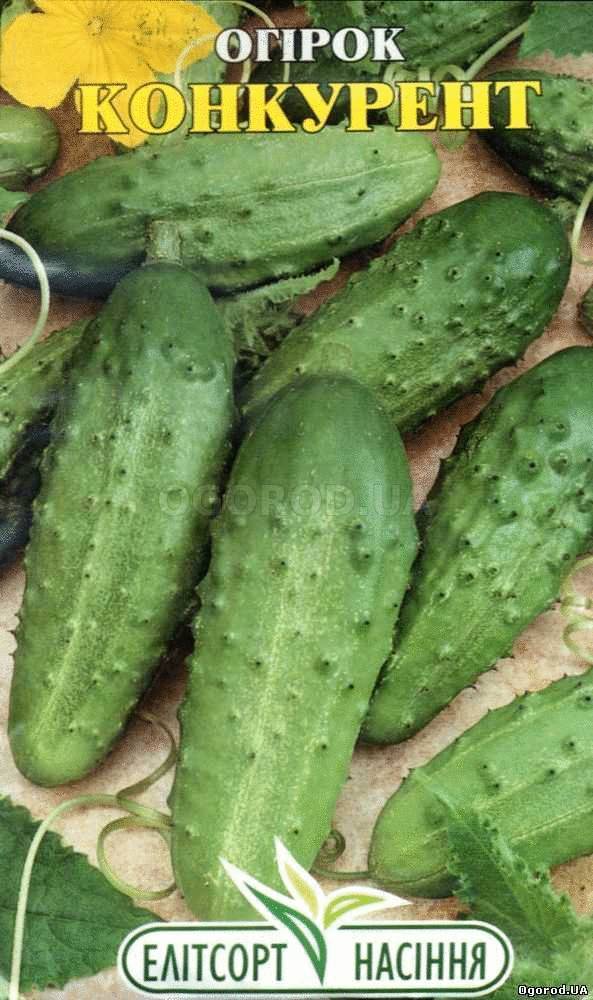Огурец конкурент – описание и характеристики скороспелого сорта