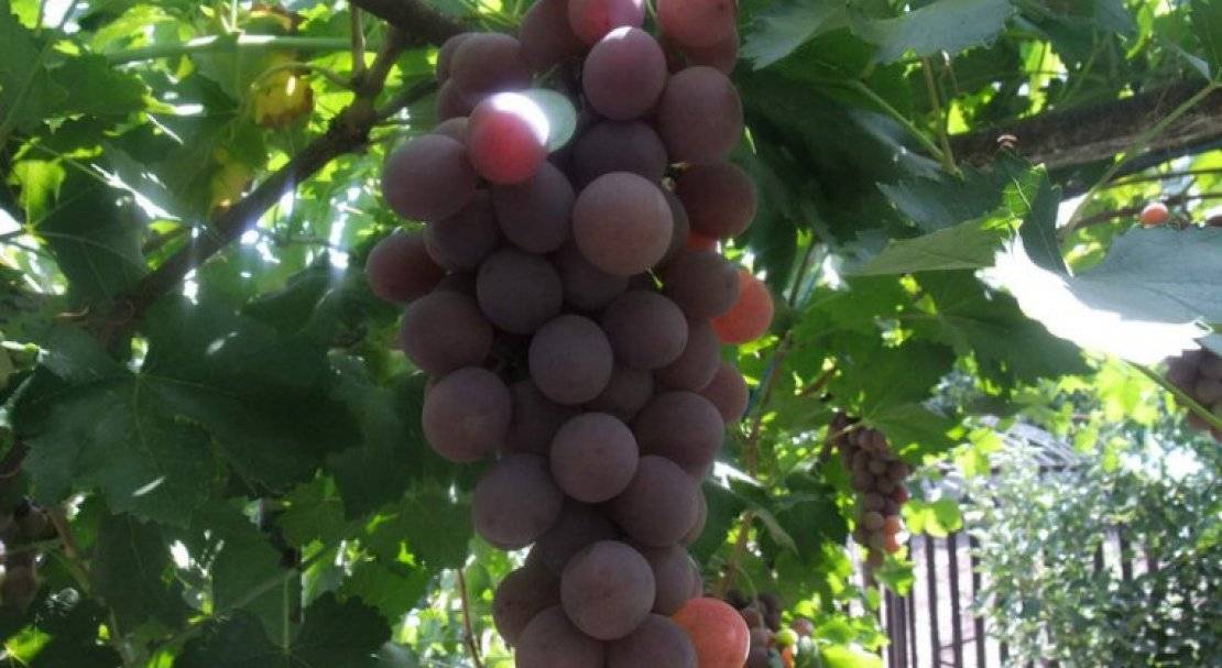 Описание винограда сорта рута с отзывами садоводов — любителей