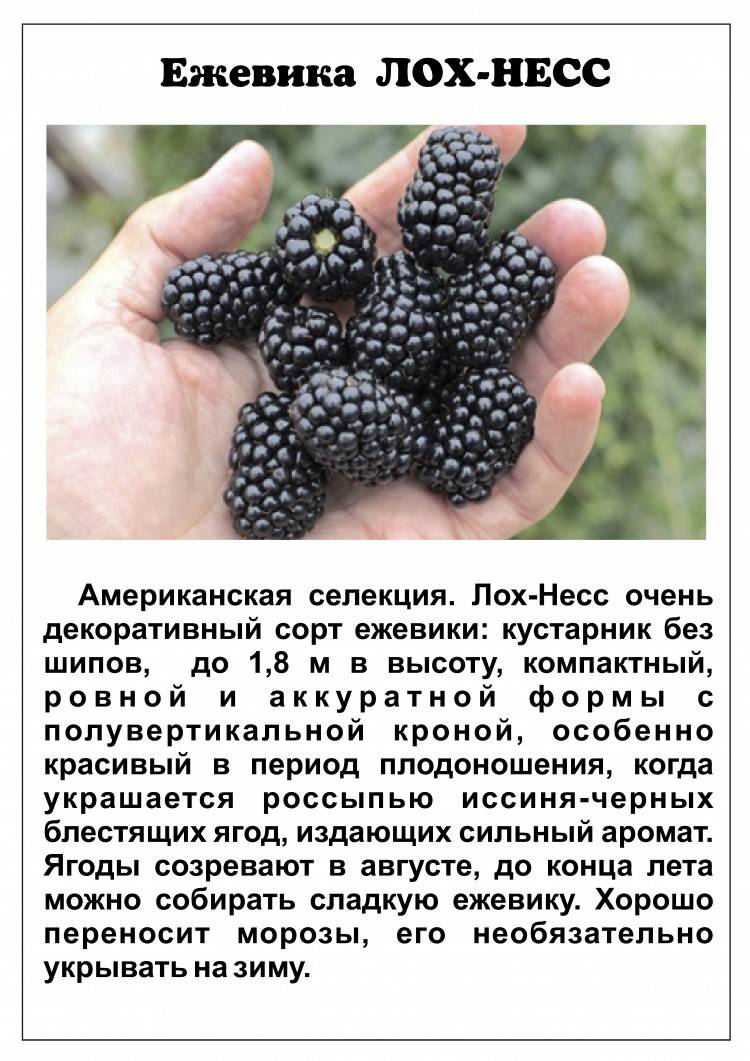 Подробная характеристика сорта ежевики Лохнесс