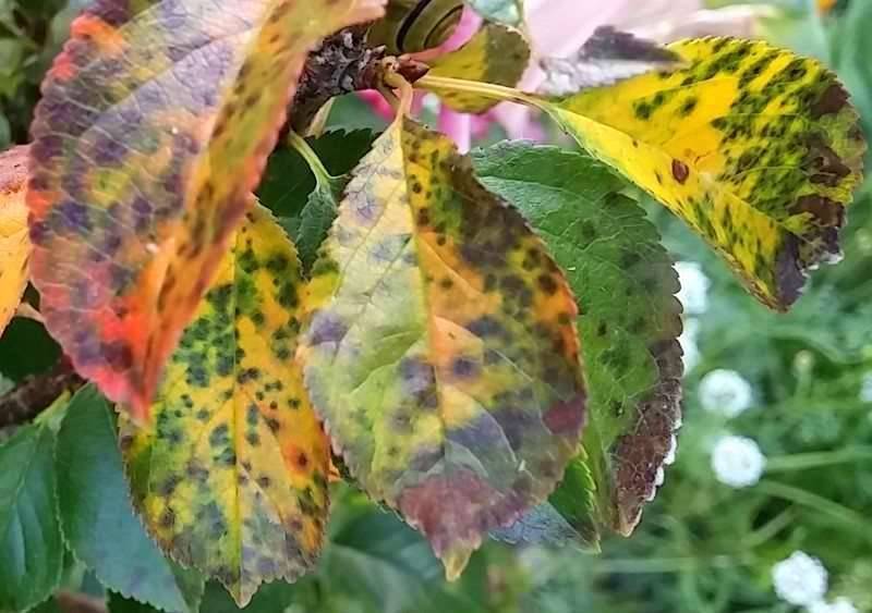 Желтеют листья у черешни описание заболеваний и лечение с фото - скороспел