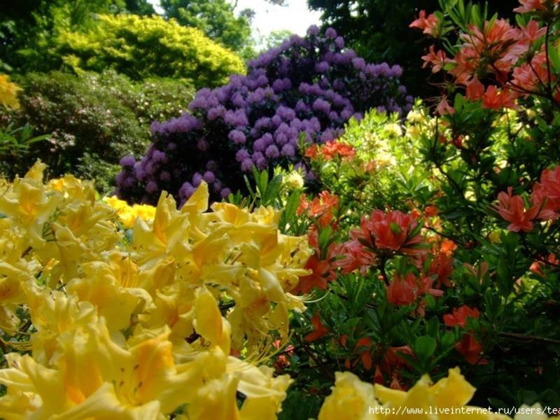Тенелюбивые цветы для сада: однолетние и многолетние, кустарники и вьюны