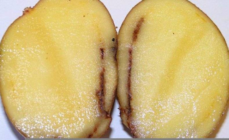 Болезни клубней картофеля: описание с фотографиями и способы лечения