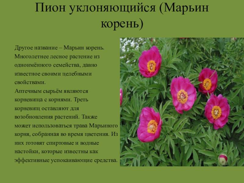 Марьин корень: посадка и уход, фото, сочетание в ландшафтном дизайне, размножение и выращивание сорта в открытом грунте