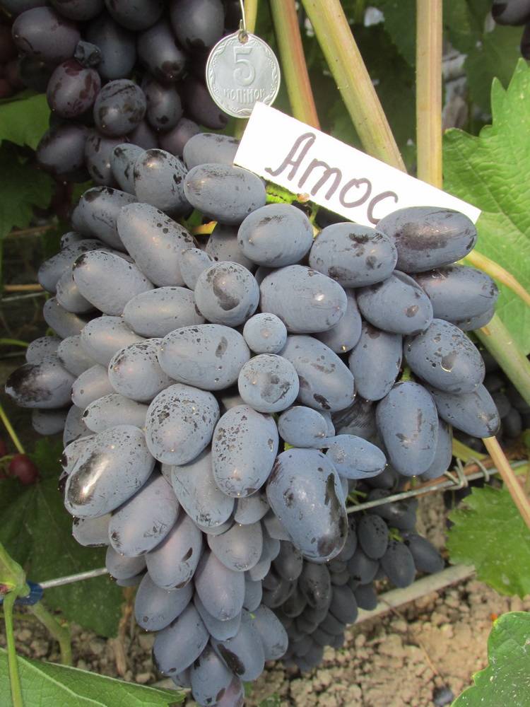 Виноград атос – описание сорта, отзывы и рекомендации по уходу с форума