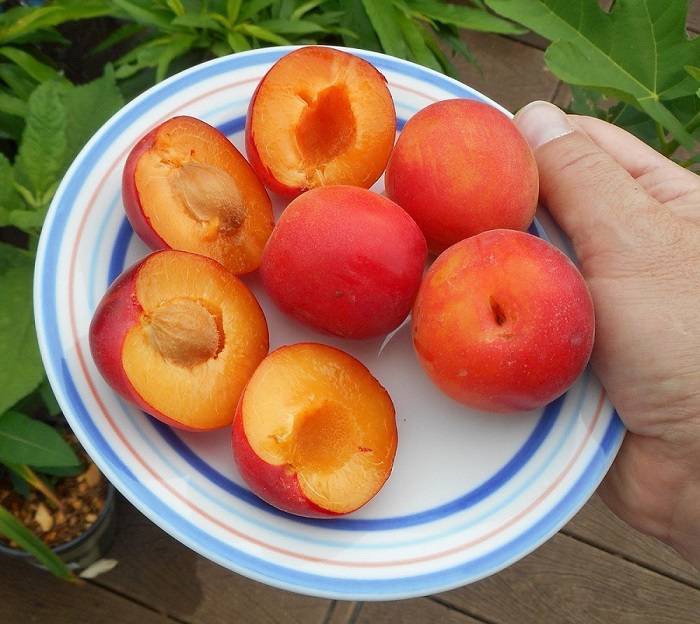 Плумкот, априум и шарафуга — уникальные межвидовые гибриды абрикоса и сливы. описание, выращивание, фото