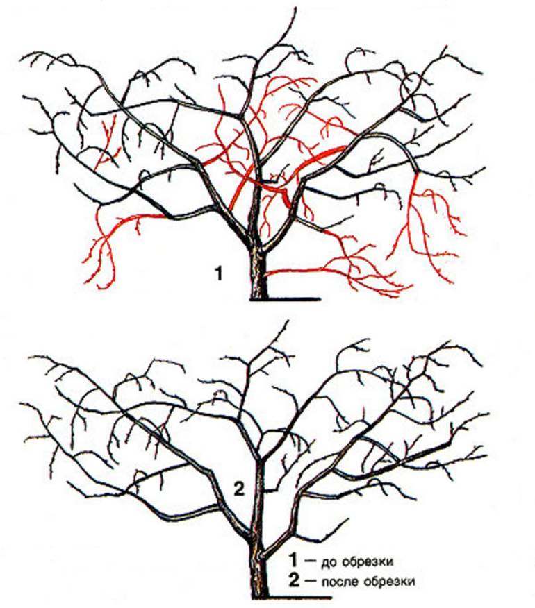 Обрезка вишни весной и осенью: как и когда правильно обрезать вишневое дерево, схема, формирование кроны и видео для начинающих