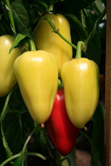 Скороспелый и суперурожайный перец зорька – яркие «фонарики» на грядке