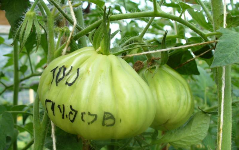 «сто пудов» — мнения огородников о сорте томата