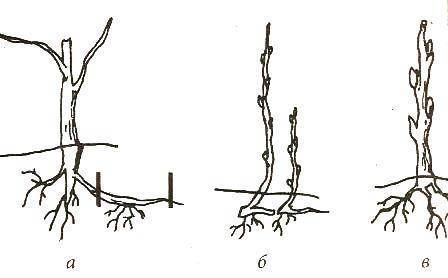 Черенкование вишни летом: как размножить вишневое дерево черенками, сроки размножения, можно ли вырастить вишню из поросли, и будет ли она плодоносить