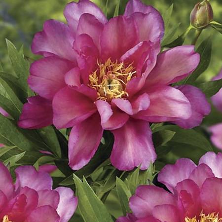Пионы «джулия роуз»: описание сорта и особенности выращивания
