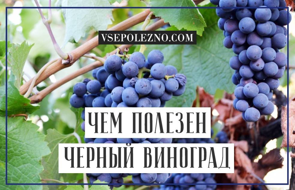 Сорта винограда по алфавиту, сорта винограда с фото и описанием, каталог
