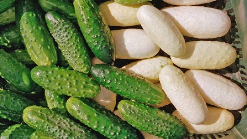 10 сортов белых огурцов: вкусные овощи на радость вам и на зависть соседям
