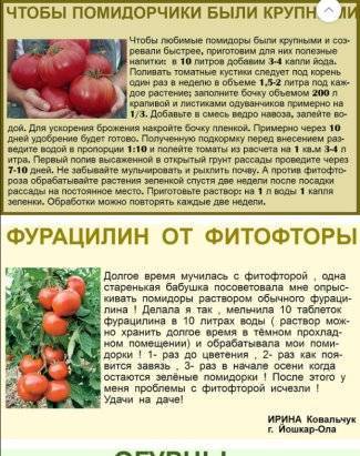Чем удобрять помидоры при посадке: какие удобрения нужно вносить в лунку при высадке в открытый грунт или теплицу, как удобрять почву перед пересадкой томатов