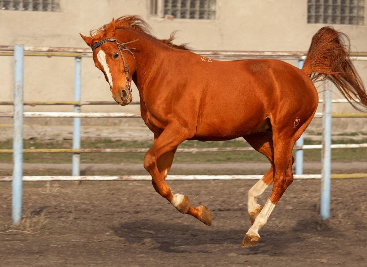 Буденновская порода лошадей: описание породы содержание