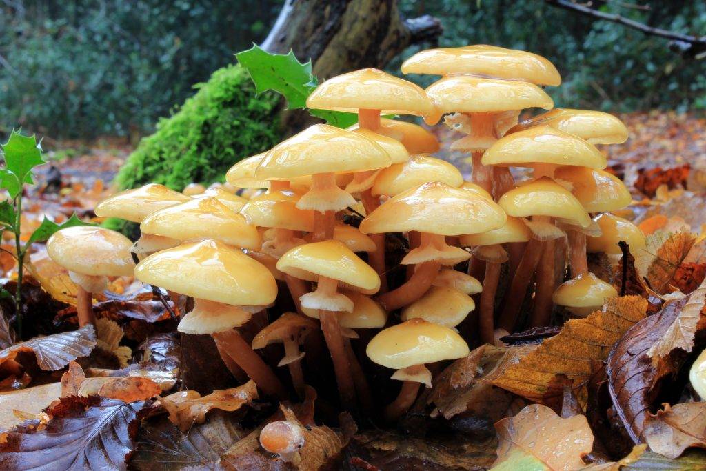 Подробное описание опят: самые популярные виды, строение, похожие грибы