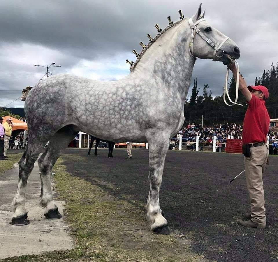 Першероны: самые высокие кони в мире
