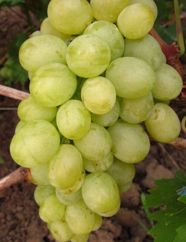 Ванюша – сорт винограда