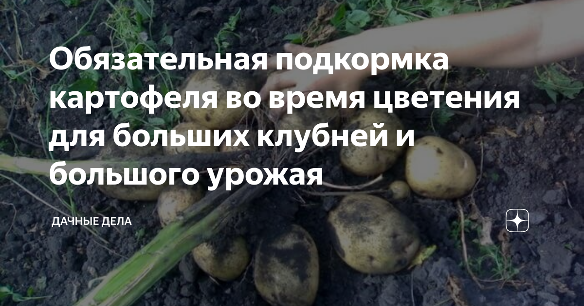 Нужно ли поливать картошку. Удобрение для картофеля. Внекорневая подкормка картофеля. Подкормка для картофеля для высокого урожая. Подкормка картошки картошку.