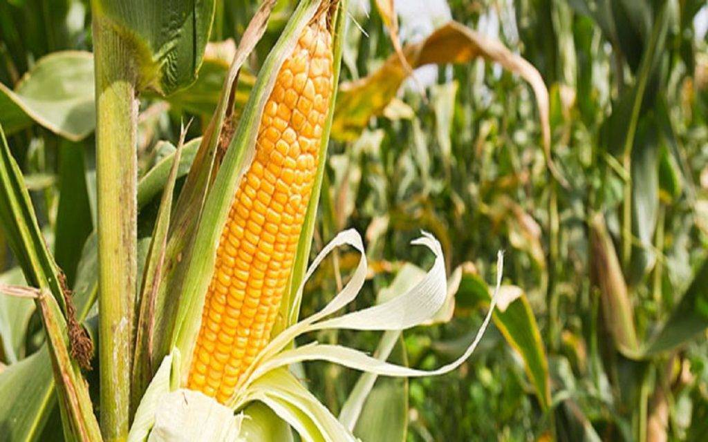 Норма высева кукурузы на 1 га в кг в открытый грунт на огороде, посадка и уход на дачном участке, а также когда и как сажать семена на даче в средней полосе?