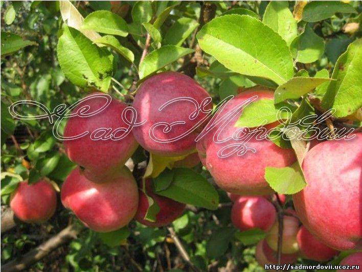 Описание сорта яблони сябрына