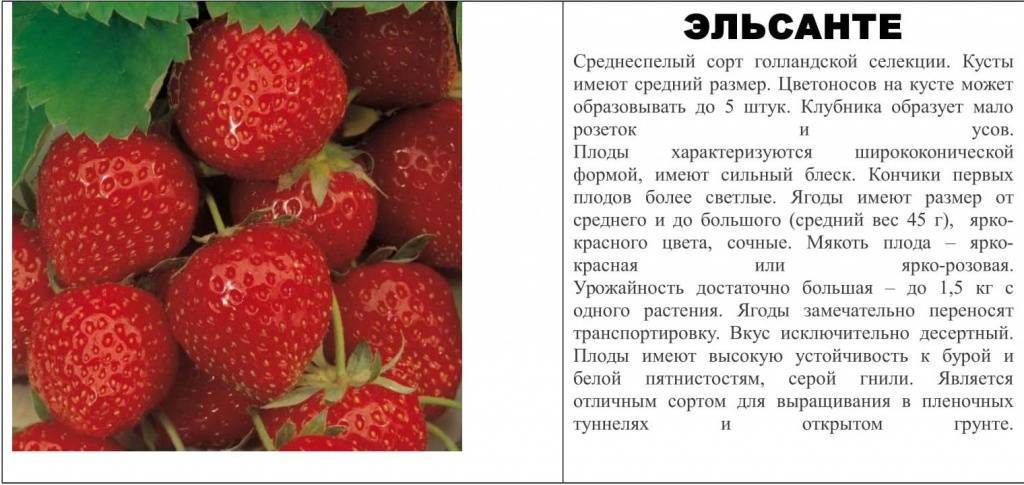 Клубника Эльсанта — идеальный сорт сладкой ягоды