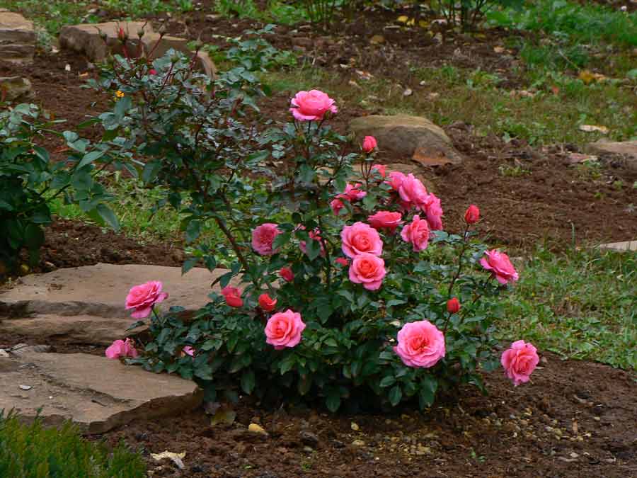 Бордюрная роза фото посадка уход в открытом грунте