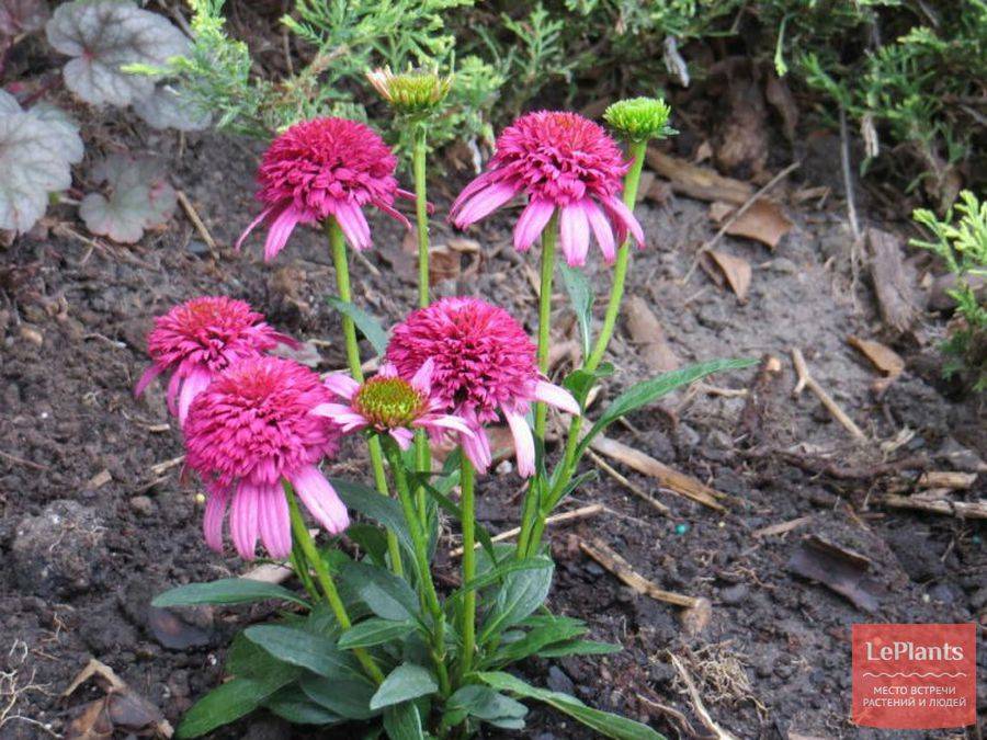 Эхинацея пурпурная: фото сортов с названиями, особенности выращивания и ухода за растением