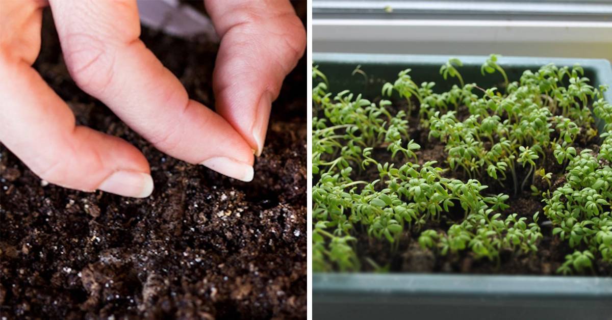 Как вырастить салат на подоконнике в квартире