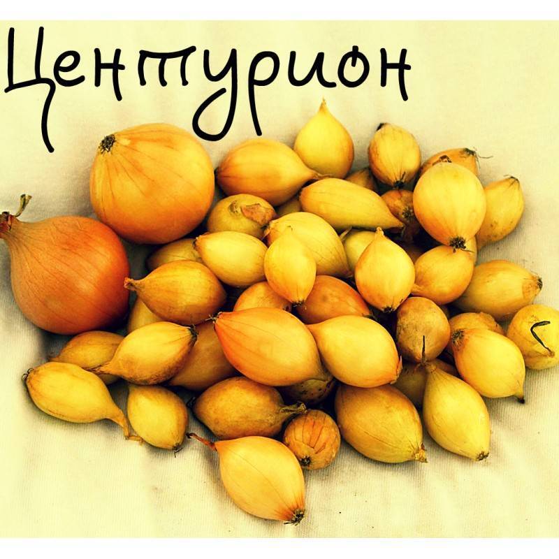 Лук центурион: характеристика и описание гибрида, выращивание и уход