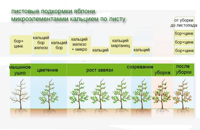 Удобрение для груши осенью: чем подкормить для хорошего урожая, как вносить