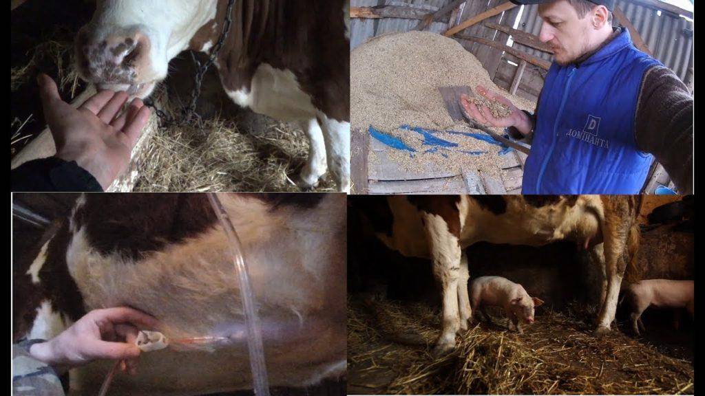Гиподерматоз крупного рогатого скота: лечение и профилактика | симптомы гиподерматоза крс