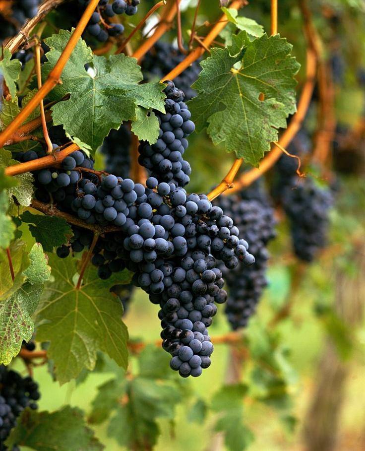 Мерло (merlot) – технический винный сорт винограда
